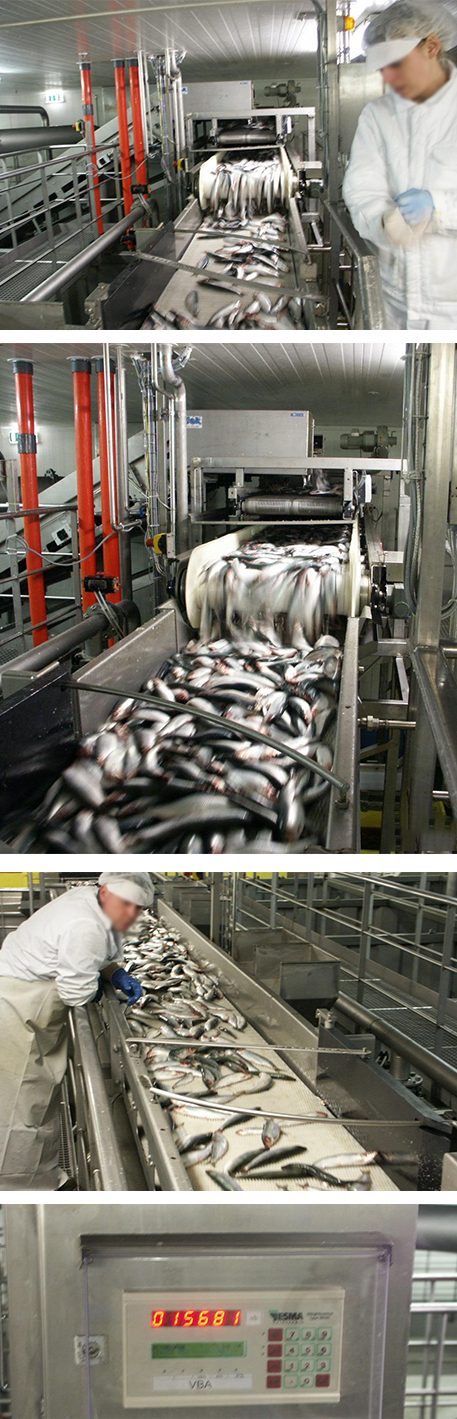 Weighing of Fish at EuroBaltic, Germany